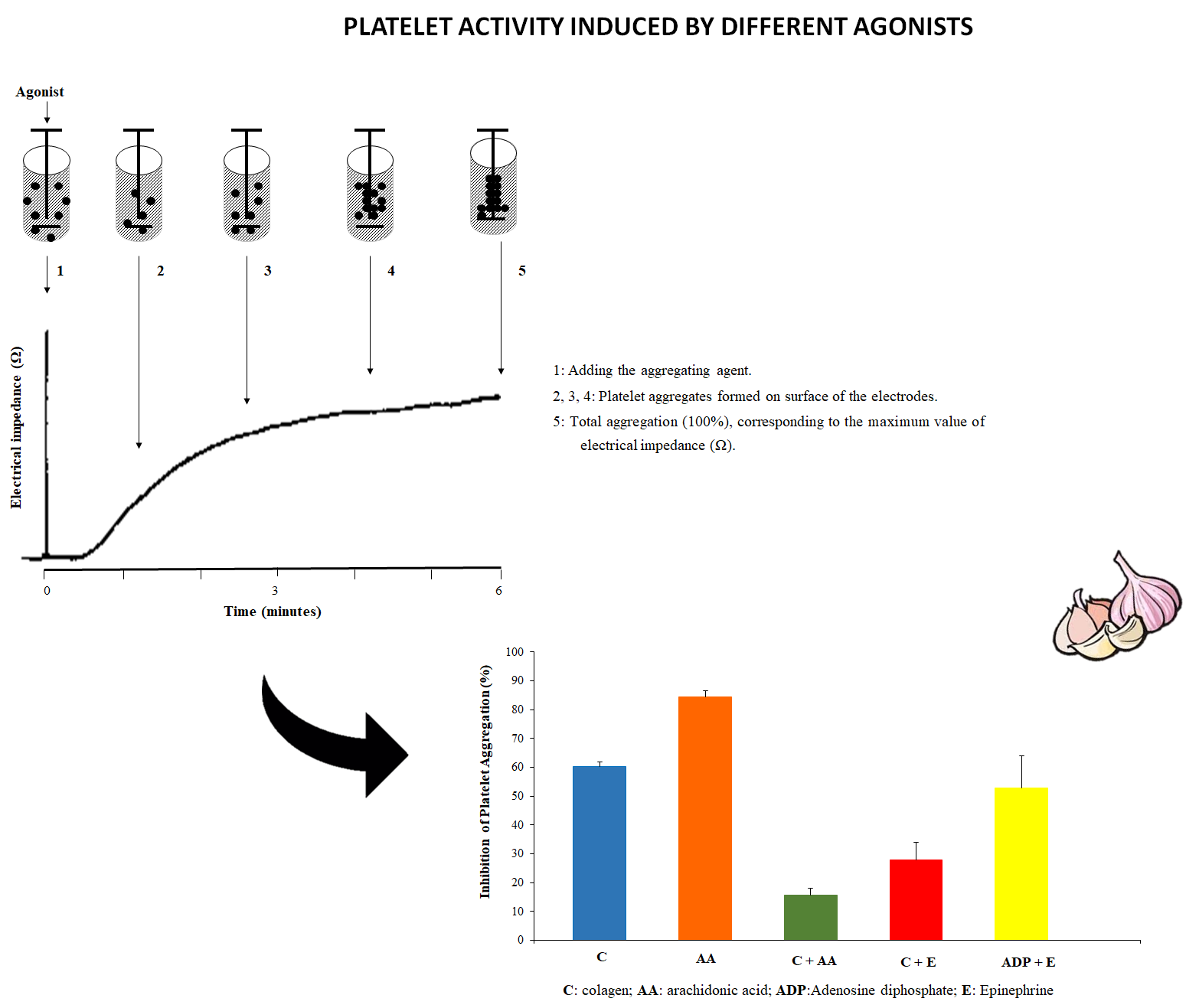 Graphical_abstract-1.png