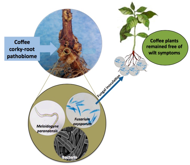 Graphical_abstract-Lopez_et_al.jpg