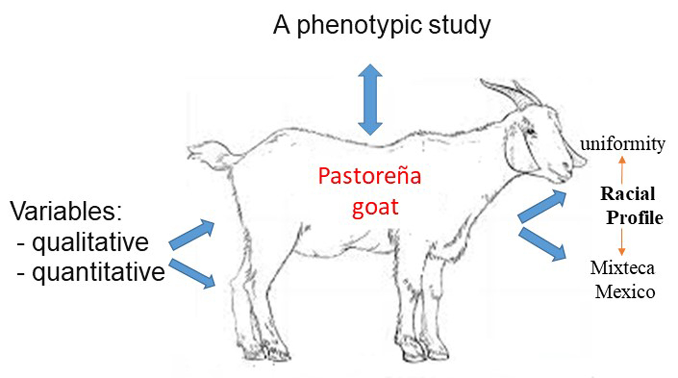 Goat-P.jpg