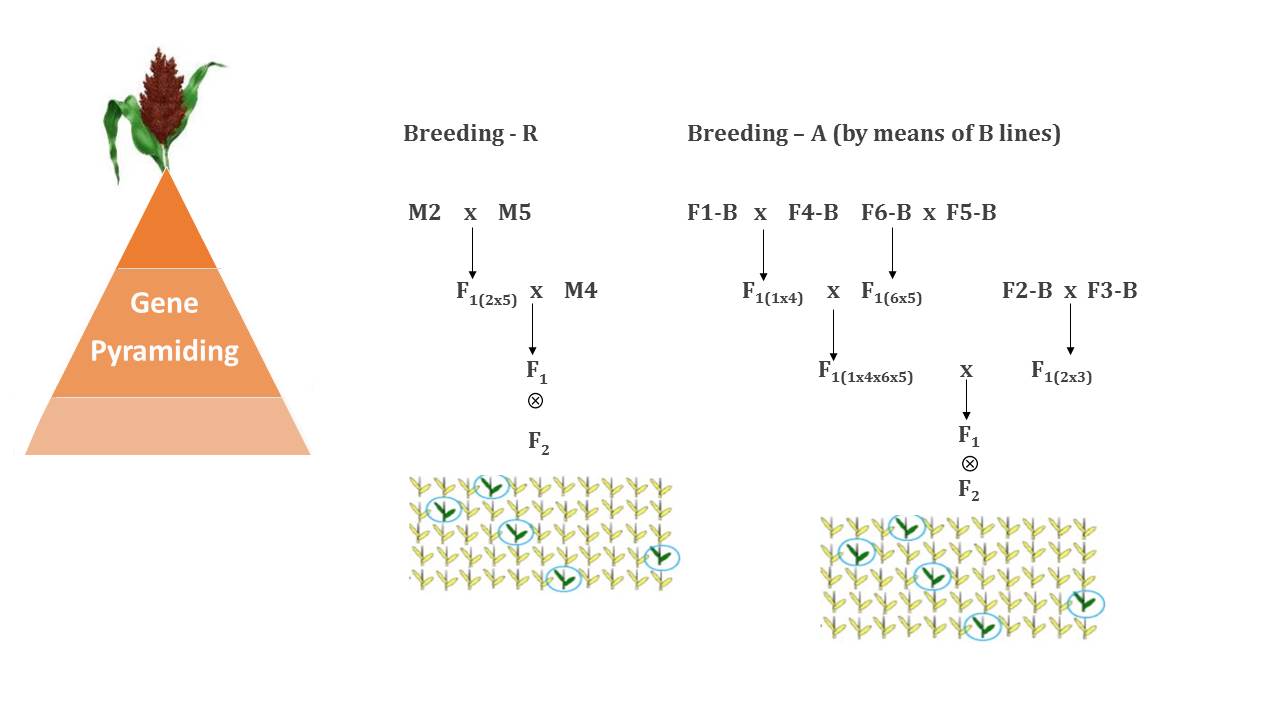 Graphical_abstract9.jpg