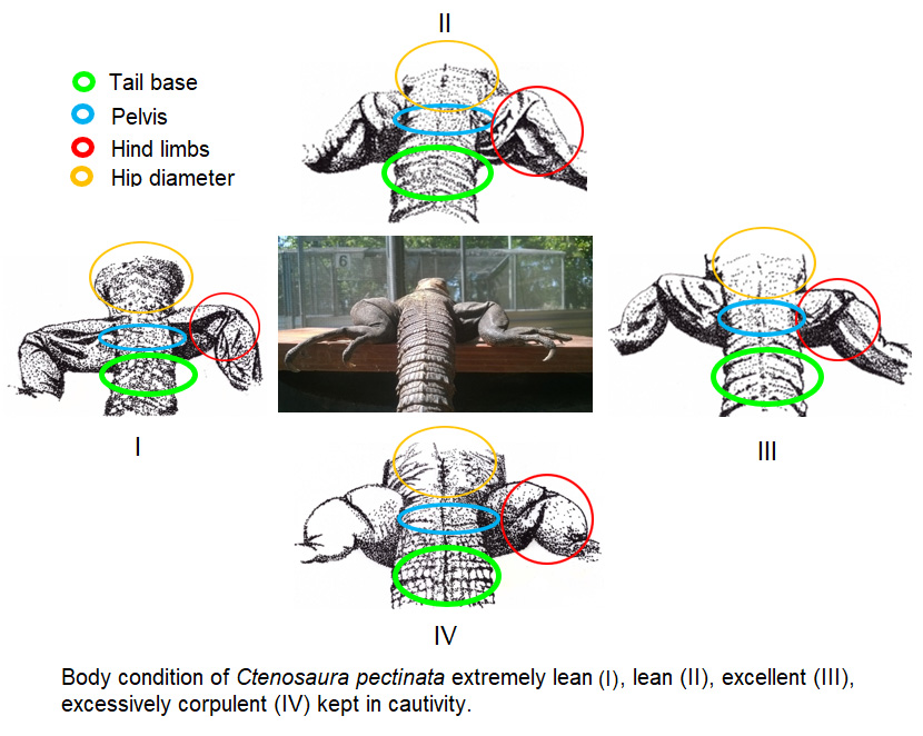 Graphical_abstract_(1).jpg