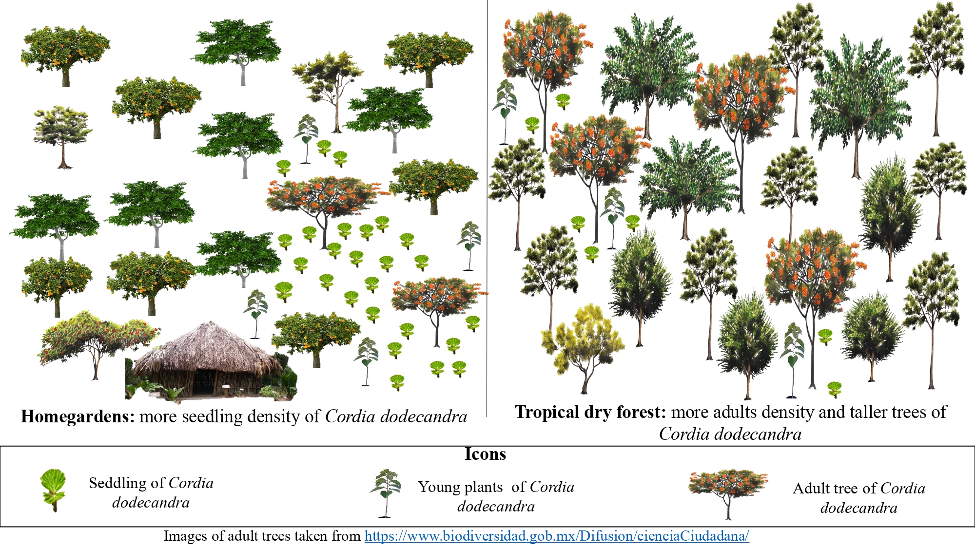 Graphical_abstract_Montañez_etal.jpg